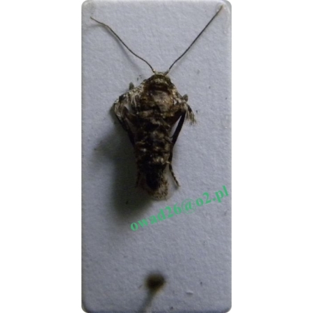 Operophtera brumata (Linnaeus, 1758) female